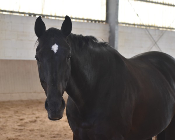 Pferd Diano Castello 4 (Hannoveraner, 2013, von Dancier)