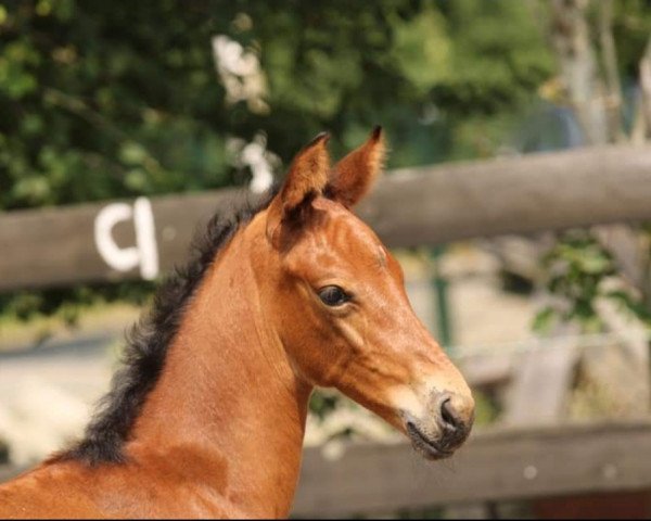 broodmare Heliantha (Oldenburg, 2020, from Vaderland OLD)