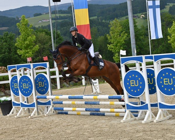 jumper Madison DK (Old Austrian Warmblood, 2020, from Casino Grande)