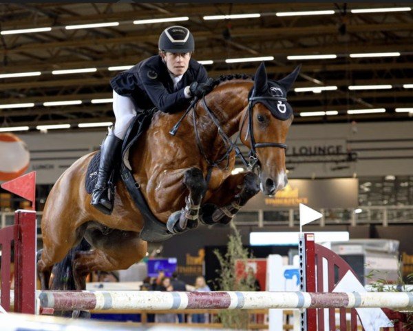 jumper Wild Drink Z (KWPN (Royal Dutch Sporthorse), 2014, from Air Ship Z)