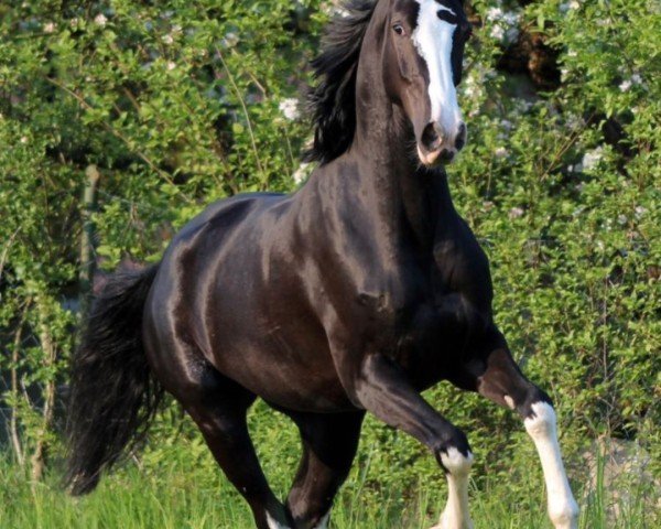 dressage horse Alila (Westphalian, 2008, from Arpeggio)