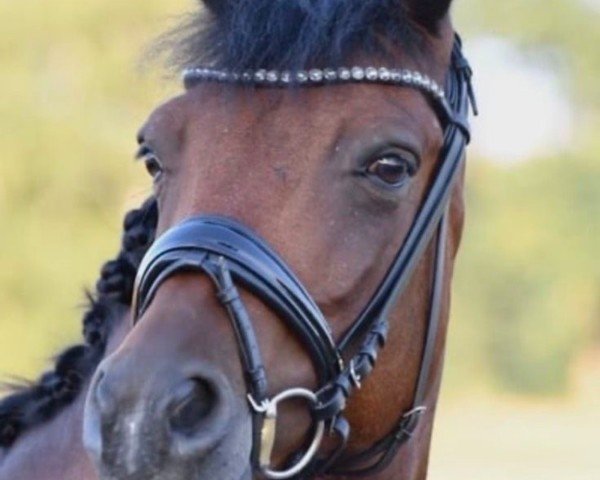 Dressurpferd Koetsiershoeve Never Surrender (New-Forest-Pony, 2014, von Dimmans Edward)