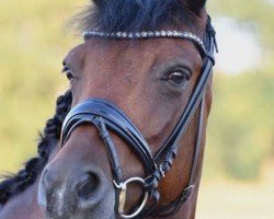 Dressurpferd Koetsiershoeve Never Surrender (New-Forest-Pony, 2014, von Dimmans Edward)