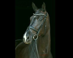 Pferd Sugarbaby HB (Deutsches Reitpferd, 2018, von Secret)
