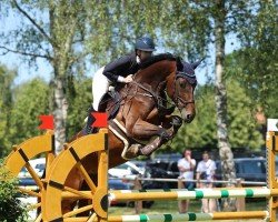 Springpferd Daiquiri 137 (Zangersheide Reitpferd, 2017, von Dominator 2000 Z)