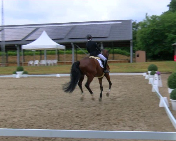 Reitturnier Langenfeld 2025