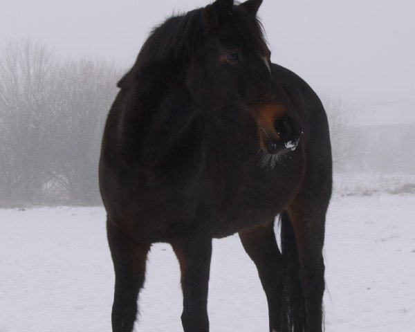 Pferd Valesca ES (Deutsches Reitpony, 2003, von Viktor)