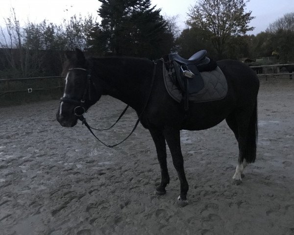 dressage horse Peter Pan B 2 (German Riding Pony, 2001, from Pan Tau)