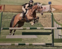 jumper Moonwalker vd Ponderosahoeve (KWPN (Royal Dutch Sporthorse), 2009, from Melle Jerome)