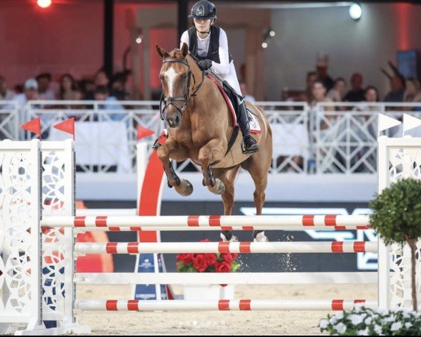 Springpferd Donald de Bacon (Belgium Sporthorse, 2009, von Radco d'Houtveld)