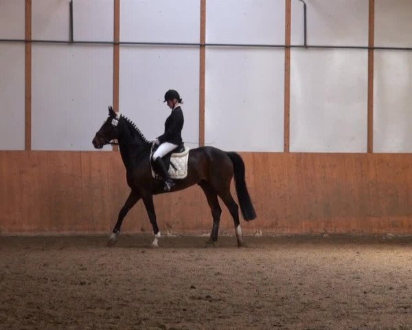 Dressur- und Springturnier Halver 2014