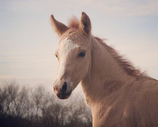 horse Goldregen T (German Riding Pony, 2021, from HET Golden Dream)
