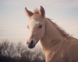 Pferd Goldregen T (Deutsches Reitpony, 2021, von HET Golden Dream)