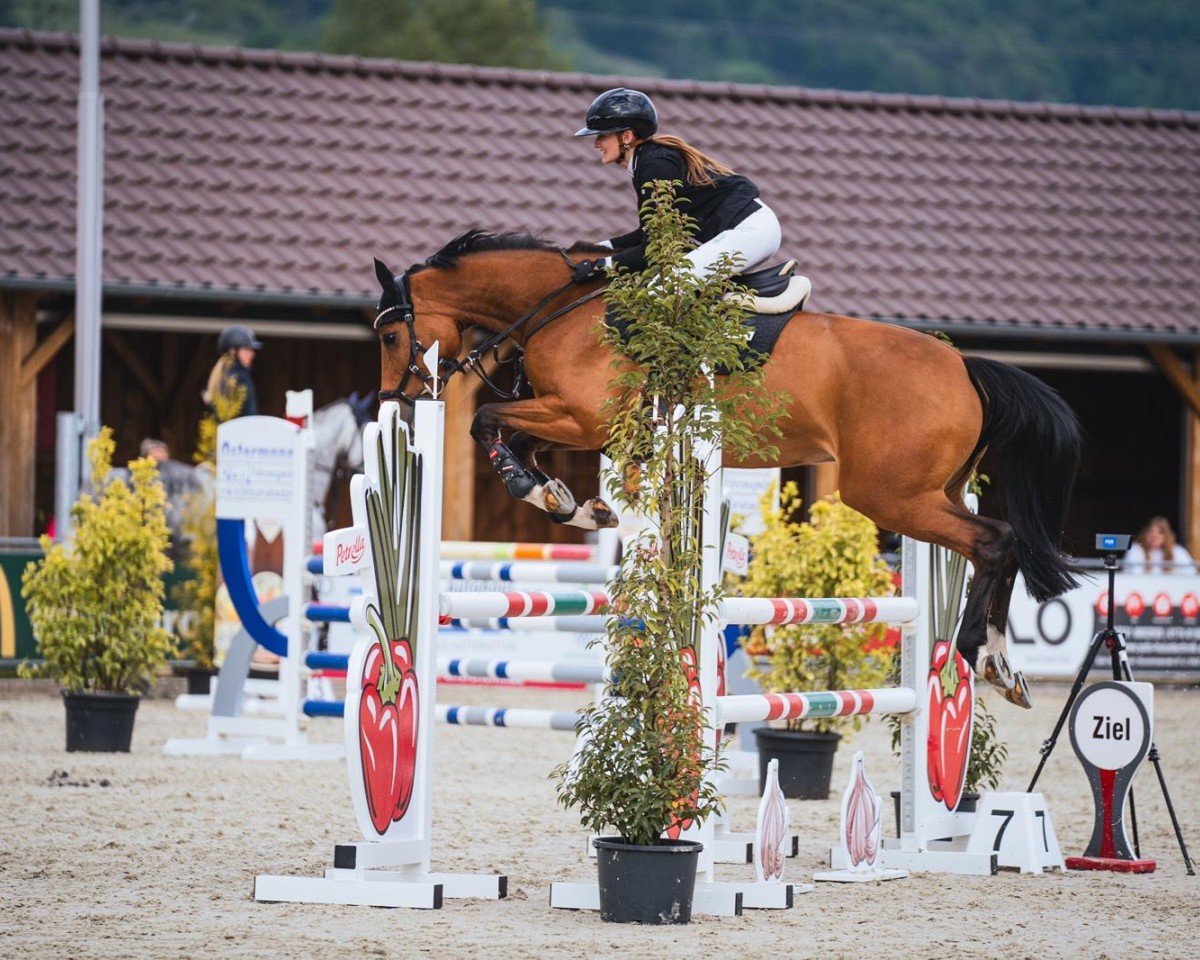 jumper Daily Queen 3 (Holsteiner, 2019, from Del 'Arko d'Henvet)