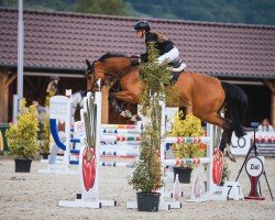 Springpferd Daily Queen 3 (Holsteiner, 2019, von Del 'Arko d'Henvet)