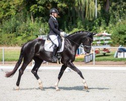 dressage horse Famous Jazz (Oldenburg, 2018, from Fürst Jazz)
