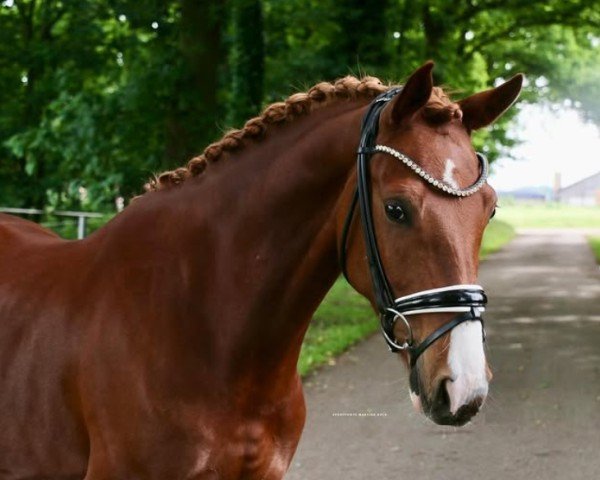 jumper Primus 266 (German Riding Pony, 2020, from Primera Vez) jumper Primus 266 (German Riding Pony, 2020, from Primera Vez)