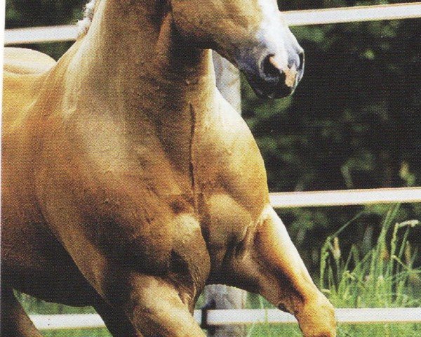 horse Real Bad Deal (Quarter Horse, 2000, from Genuine Doc)