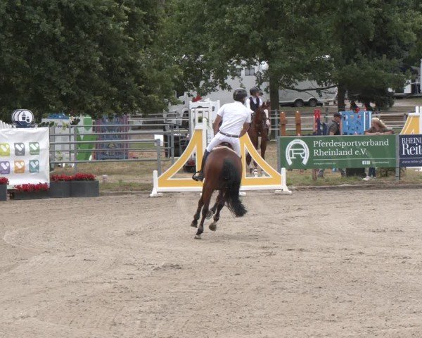 Reitturnier Langenfeld 2025