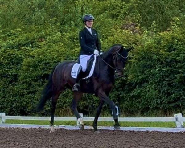 dressage horse Global Girl 2 (Hanoverian, 2020, from Global Player OLD)