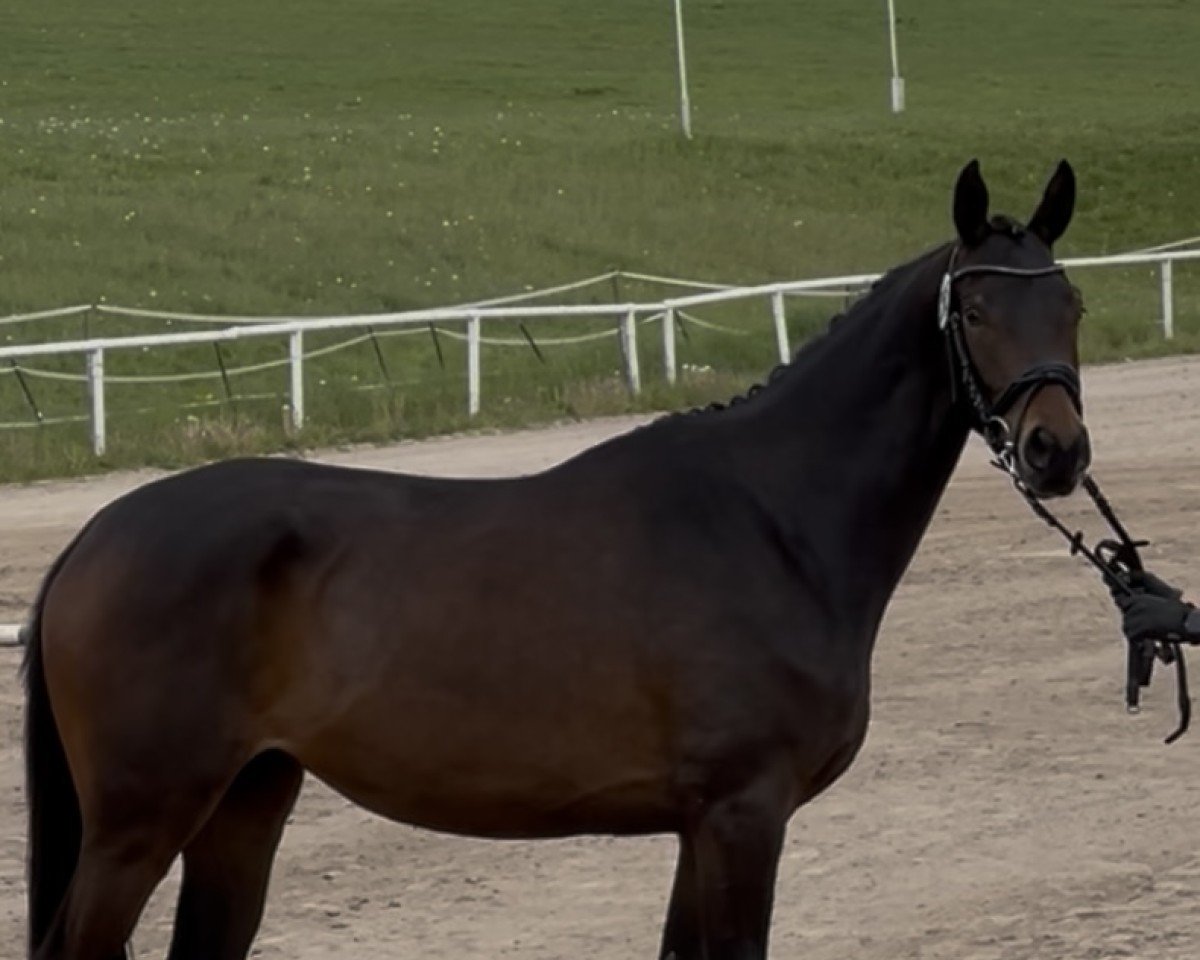 Zuchtstute Kalea J (Trakehner, 2022, von Ivanhoe)