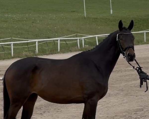 broodmare Kalea J (Trakehner, 2022, from Ivanhoe)