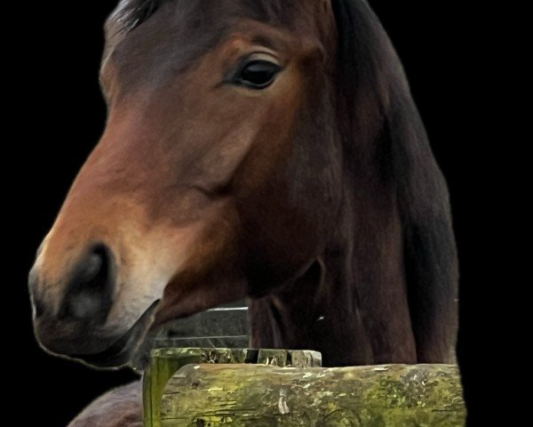 horse Kendra J (Trakehner, 2023, from Imperial Valley)