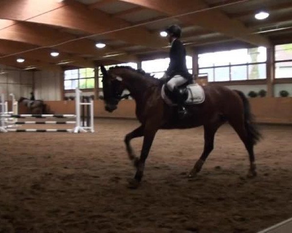Dressur- und Springturnier Halver 2014