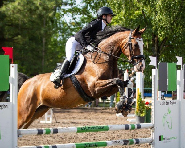 Pferd Carlotta 405 (Deutsches Sportpferd, 2018, von Cristallo I)