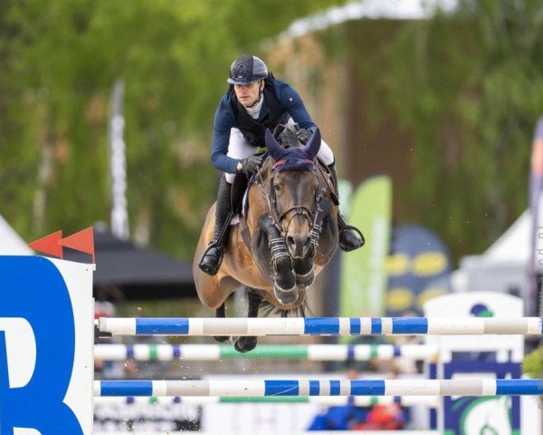 stallion I Am Codex (KWPN (Royal Dutch Sporthorse), 2013, from Codex One)