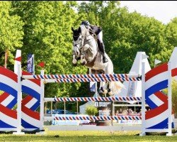 jumper Caidinus Pp Z (Zangersheide riding horse, 2016, from Cicero Z van Paemel)