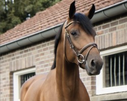 jumper Mirage GG (KWPN (Royal Dutch Sporthorse), 2017, from I Am Codex)