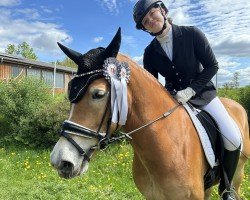 broodmare Sisi (Haflinger, 2019, from Mirado)