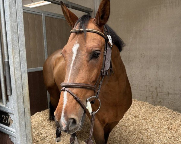 Zuchtstute Carda (Schweres Warmblut, 2018, von VDL Cardento 933)