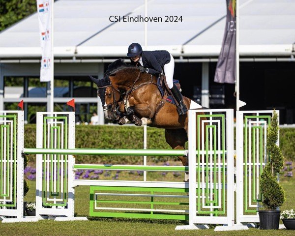 jumper Alexia Z (Zangersheide riding horse, 2018, from Arezzo)