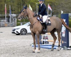 horse Donna Blue Bvl Z (Zangersheide riding horse, 2018, from Don van het Parelshof Z)