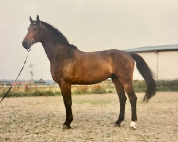horse Rubens 59 (Westphalian, 1994, from Rosenkavalier)