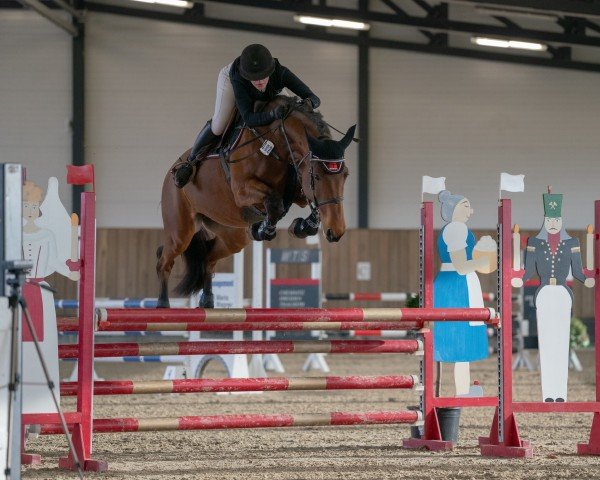 broodmare MISS MARPLE A (Holsteiner, 2019, from Del 'Arko d'Henvet)