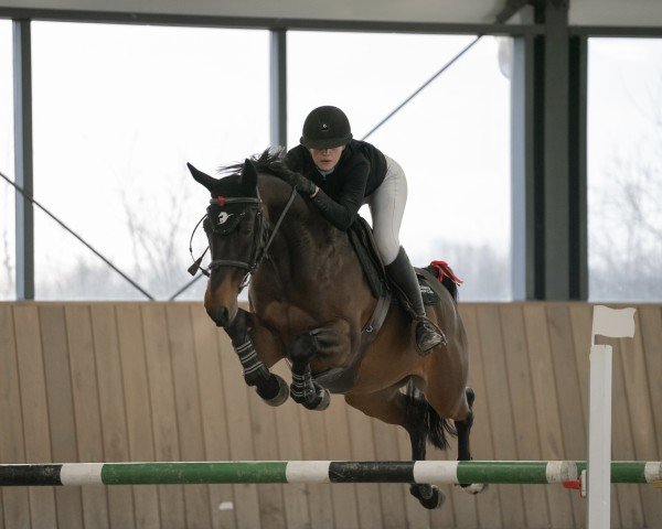 Springpferd DANGEROUS STAR (Belgisches Warmblut, 2018, von Diamant de Semilly)