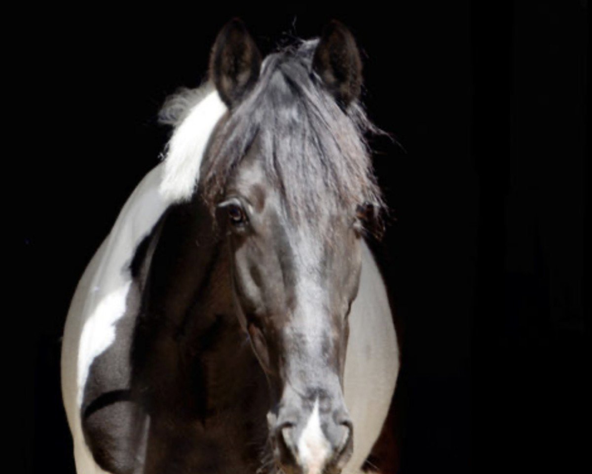 jumper Bandit 486 (KWPN (Royal Dutch Sporthorse), 2010)