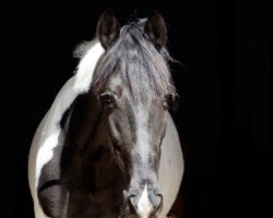 jumper Bandit 486 (KWPN (Royal Dutch Sporthorse), 2010)