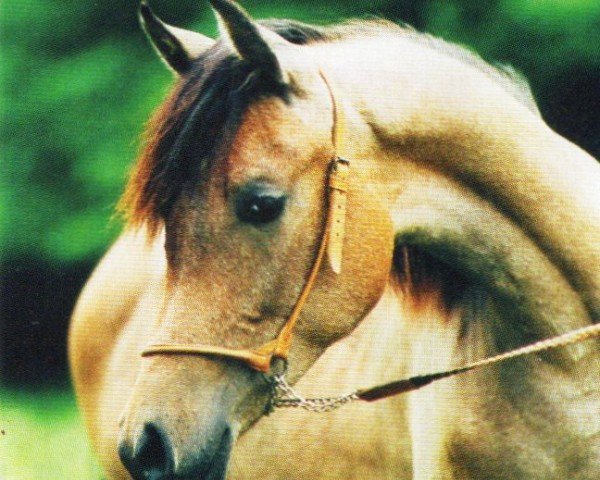 Pferd Mirabella (Araber, 1998, von Cenzor ox)