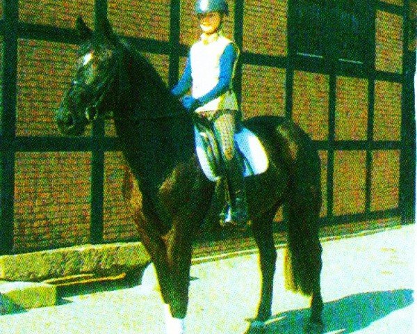 horse World Girl (Hanoverian,  , from Woronow)