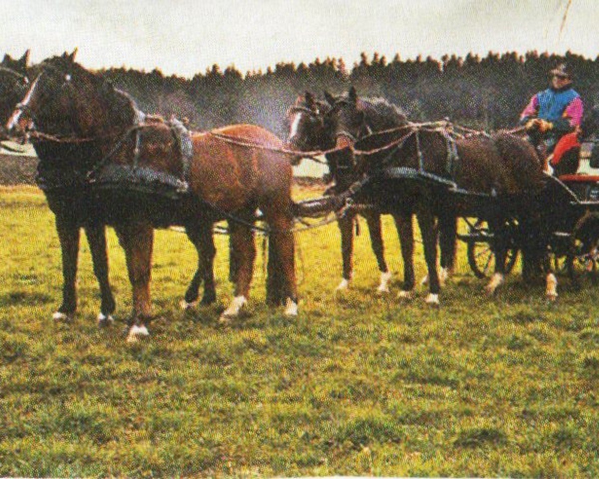 Pferd Kronprinz (Deutsches Reitpony,  , von Kaiserwalzer)