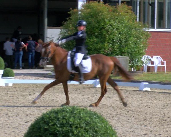 Reitturnier Langenfeld 2025