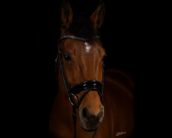 horse Diva Tiara (Westphalian, 2020, from Dembelé L)