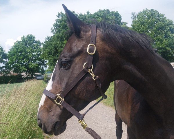 broodmare Cat man do (Westphalian, 2009, from Chequille 2)