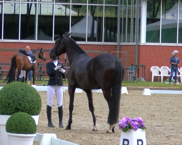 Reitturnier Langenfeld 2025