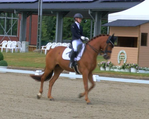 Reitturnier Langenfeld 2025