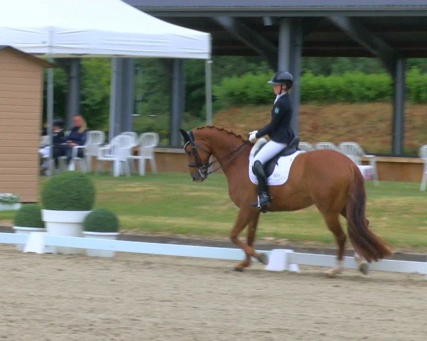 Reitturnier Langenfeld 2025